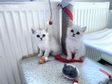 British Shorthair Silver  Bebekler