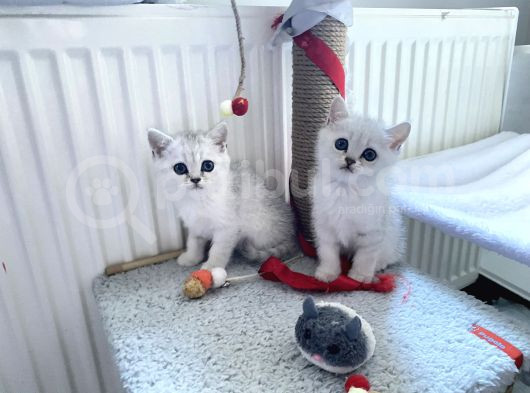 British Shorthair Silver  Bebekler görsel