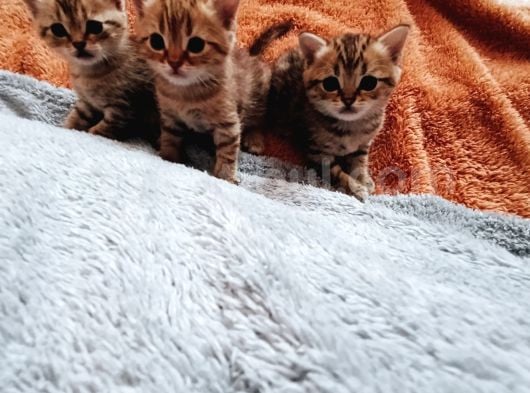 Küçük Aslanlar görsel