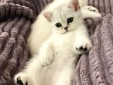 British Shorthair Silver  Bebekler
