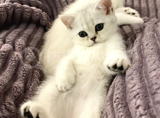 British Shorthair Silver  Bebekler görsel