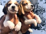 Beagle Yavrular