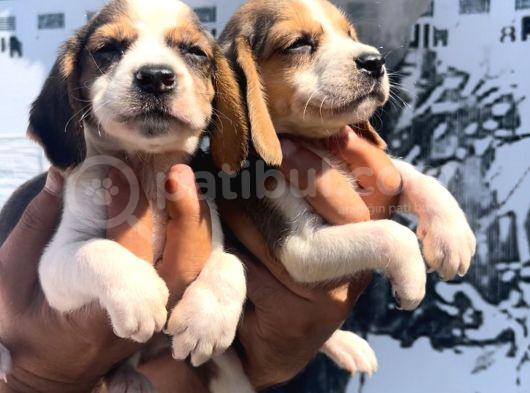 Beagle Yavrular görsel