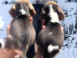 Beagle Yavrular