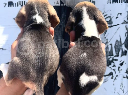 Beagle Yavrular görsel