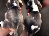 Beagle Yavrular