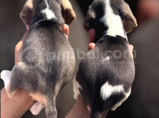 Beagle Yavrular görsel