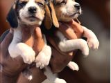 Beagle Yavrular