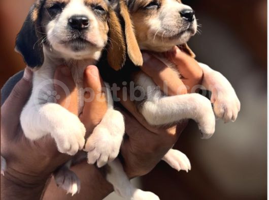 Beagle Yavrular görsel