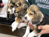 Beagle yavrular