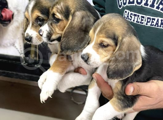 Beagle Yavrular