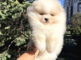 Efsane Teddy Bear