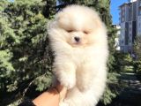 Efsane Teddy Bear