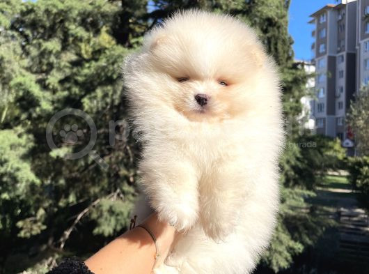 Efsane Teddy Bear görsel