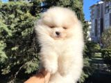 Efsane teddy bear