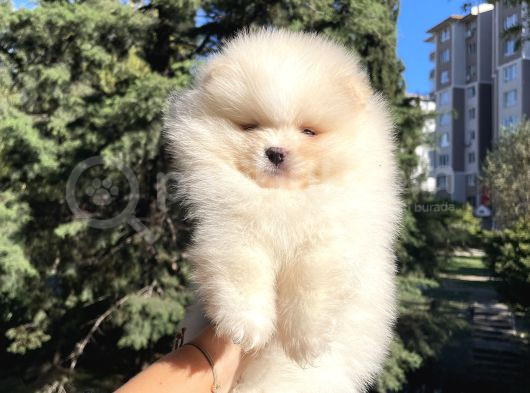 Efsane Teddy Bear