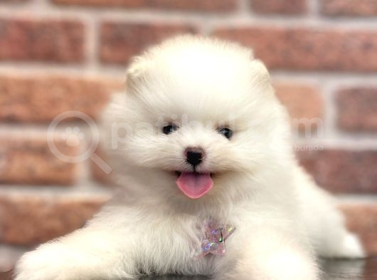 Efsane Teacup Pomeranian Boo
