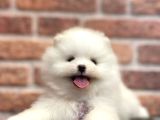 Efsane Teacup Pomeranian Boo
