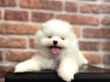 Efsane Teacup Pomeranian Boo