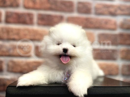 Efsane Teacup Pomeranian Boo görsel