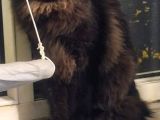 Siyah British Long Hair