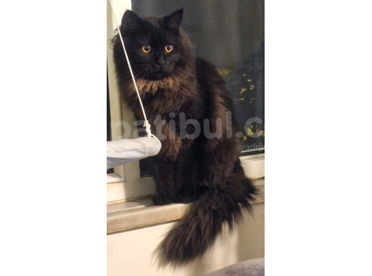 Siyah British Long Hair görsel