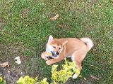 Safkan güzellikte shiba inu