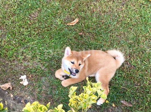 Safkan Güzellikte Shiba Inu