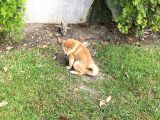 Safkan Güzellikte Shiba Inu