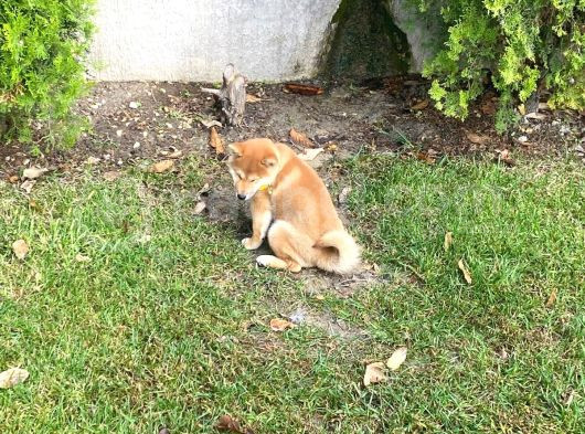 Safkan Güzellikte Shiba Inu görsel