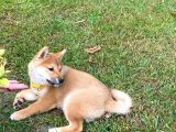 Safkan Güzellikte Shiba Inu