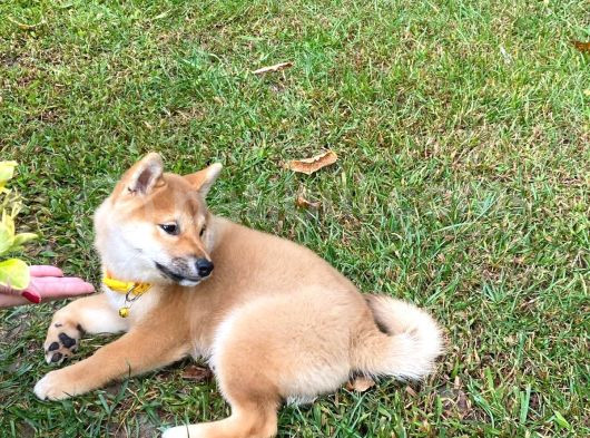 Safkan Güzellikte Shiba Inu görsel