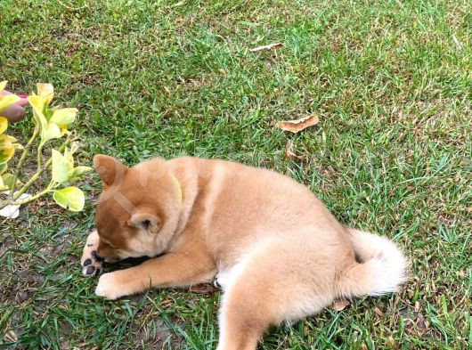 Safkan Güzellikte Shiba Inu görsel