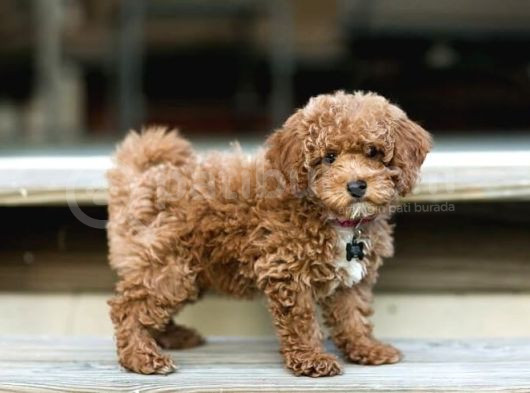 Red Braw Kıpkırmızı Ev Üretimi Tooy Poodle 