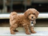 Red Braw Kıpkırmızı Ev Üretimi Tooy Poodle 