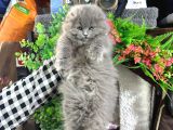Scottish Fold Longhair Sıfır kulak Dişi yavrumuz