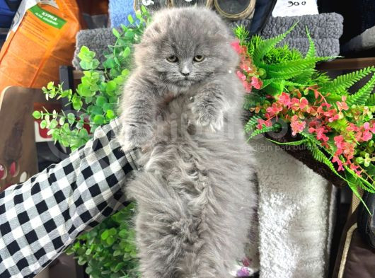 Scottish Fold Longhair Sıfır Kulak Dişi Yavrumuz