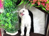 2Buçuk Aylık Bluepoint Ve British Shorthair Yavrularımız