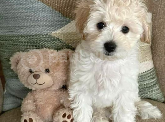 Kahve Tonlu Puppy Kıvırcık Tüylü Malti̇po Ci̇nsi̇ Yavrular  görsel