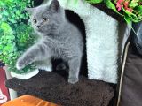 2Buçuk Aylık Bluepoint Ve British Shorthair Yavrularımız