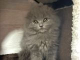 Scottish Fold Longhair Sıfır Kulak Dişi Yavrumuz