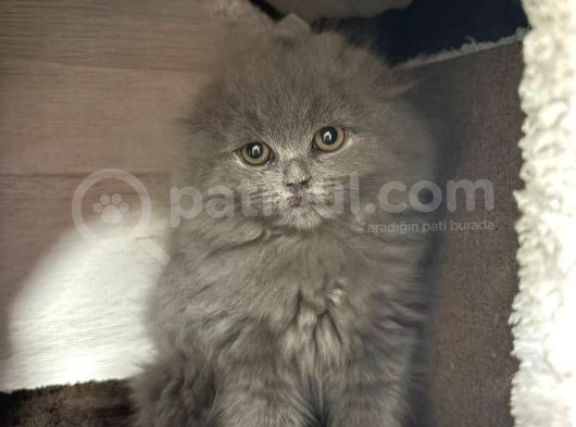 Scottish Fold Longhair Sıfır Kulak Dişi Yavrumuz görsel