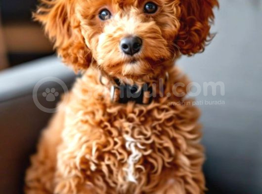 Red Braw Kıpkırmızı Ev Üretimi Tooy Poodle  görsel