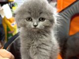 Scottish Fold Longhair Sıfır Kulak Dişi Yavrumuz