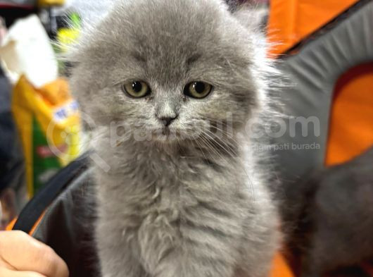 Scottish Fold Longhair Sıfır Kulak Dişi Yavrumuz görsel