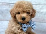 Kahve tonlu mini boy puppy sevimli yavrular MALTİPO CİNSİ 