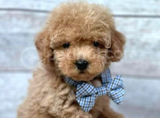 Kahve Tonlu Mini Boy Puppy Sevimli Yavrular Malti̇po Ci̇nsi̇ 