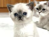 Orginal Brıtısh Shorthair Haır Ve Blupoınt Yavruları