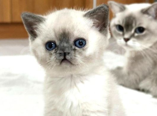 Orginal Brıtısh Shorthair Haır Ve Blupoınt Yavruları görsel