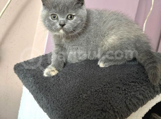 Orginal Brıtısh Shorthair Haır Ve Blupoınt Yavruları